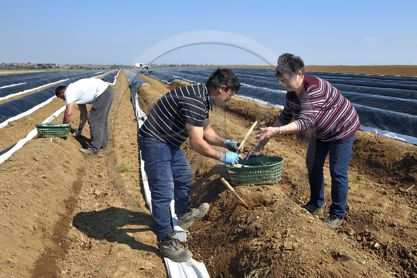 France, Bas-Rhin (67), Fessenheim-Le-Bas, récolte d'asperges blanches dans un champ de la Ferme Weckel