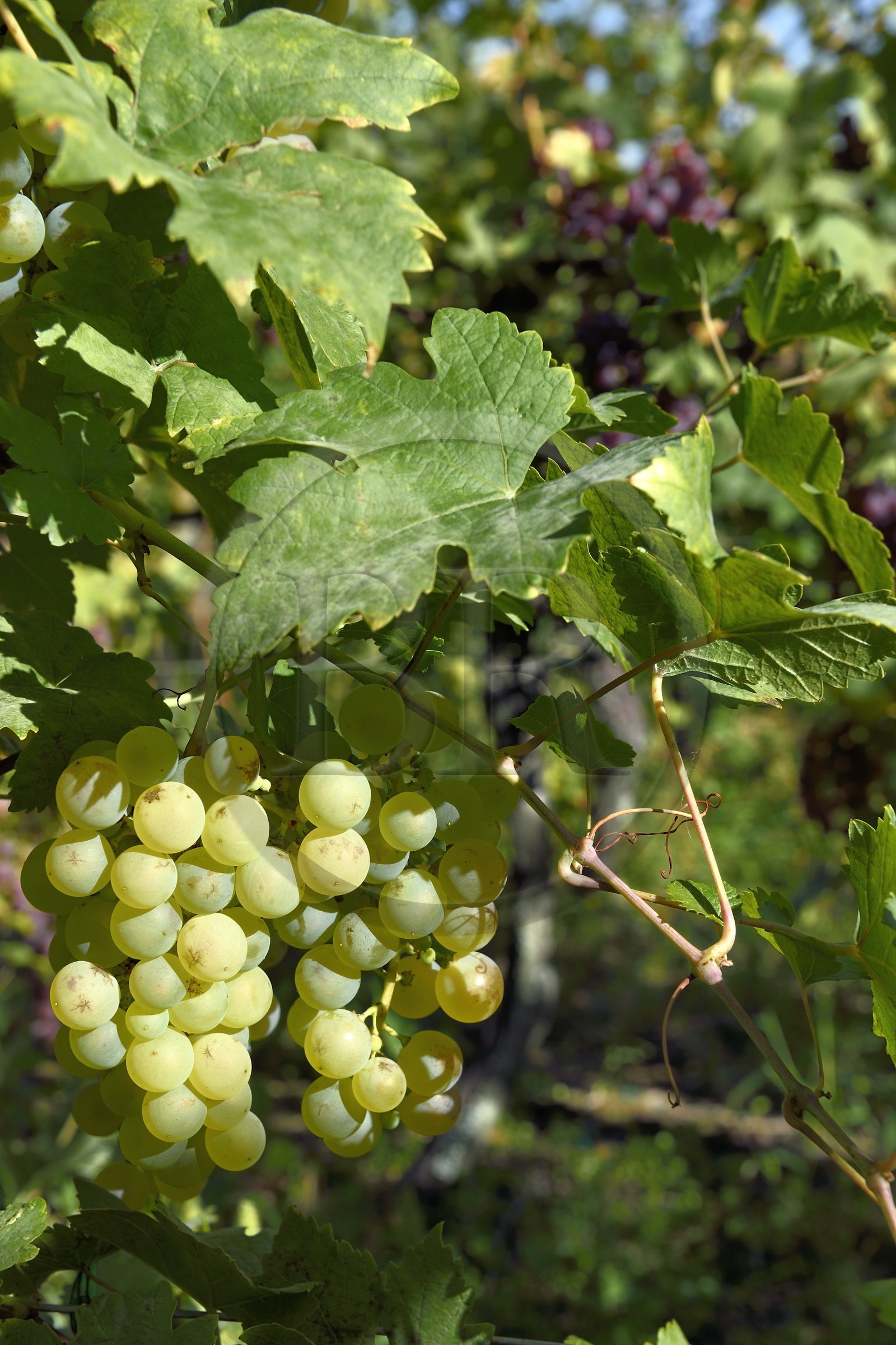 France, Haut-Rhin (68), Route des vins d'Alsace, Riquewihr, labellisé Les Plus Beaux Villages de France, grappe de raisin dans le vignoble