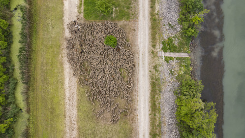France, Vaucluse (84), Châteauneuf-du-Pape, le troupeau de brebis Merinos d'Arles (et quelques chèvres) mené par la bergère Natacha Fasujevic en éco-pâturage sur les bords du Rhone (vue aérienne)