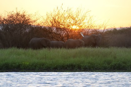 Tanzanie, Reserve de gibier de Selous une des plus grandes zones protégées au monde et inscrite sur la liste du patrimoine mondial de l’Unesco depuis 1982, Éléphant de savane d'Afrique (Loxodonta africana), hippopotames sur le lac Nzerakera formé par la rivière Rufiji