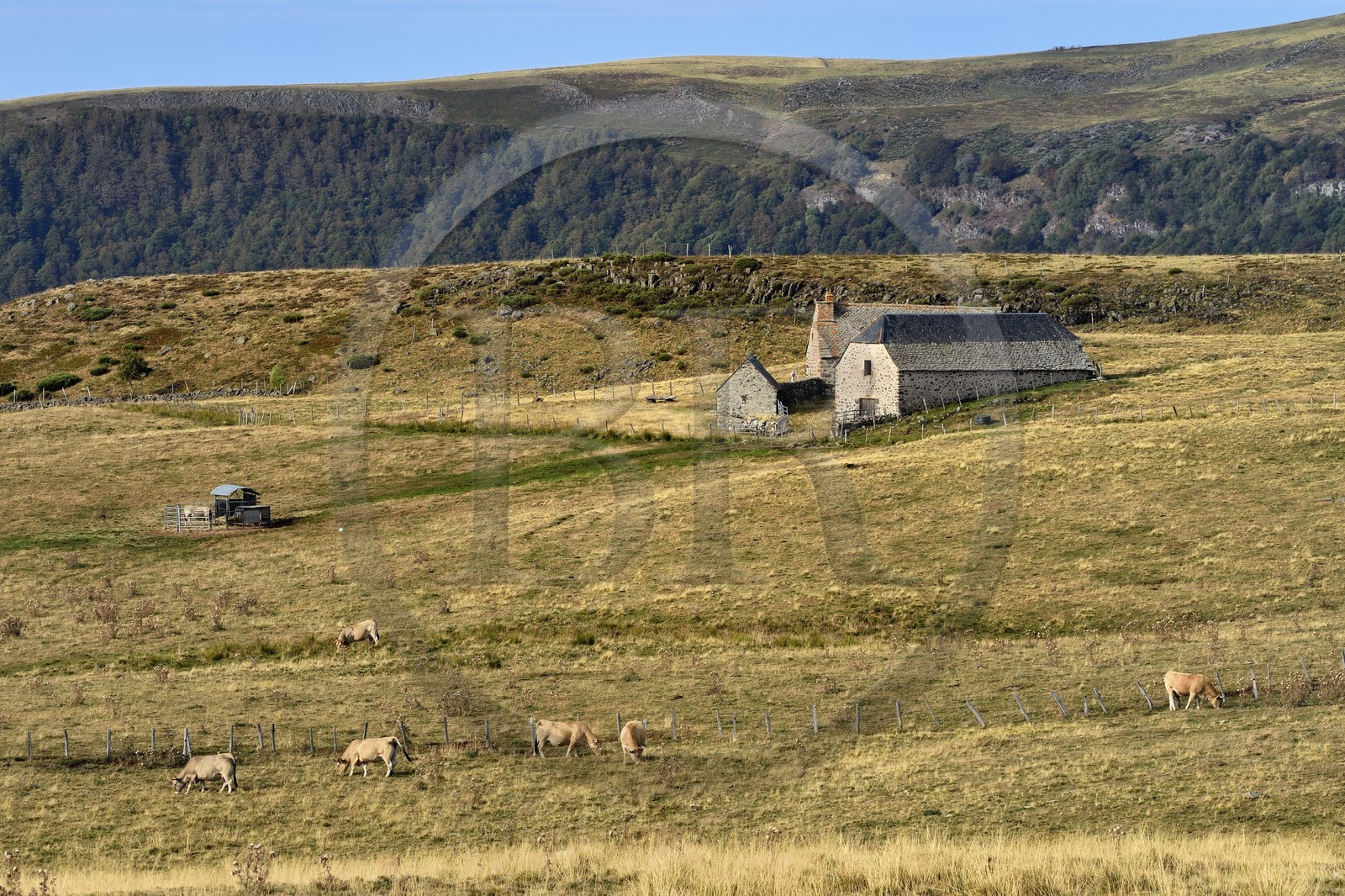 France, Cantal, Parc Naturel Régional des Volcans d'Auvergne (regional nature park of Auvergne volcanoes), Brezons valley, mountain pastures
