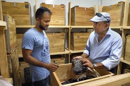 France, Ile de la Reunion, Saint-Louis, Domaine de Bellevue, producteur de vanille biologique cultivée sous des panneaux photovoltaïques, gousses de vanille Planifolia cristallisée avec 24 mois d'affinage minimum dans des coffres en bois de tamarin de récupération, le gérant Pierre Saint-Lambert et son père Jean Edwards Saint-Lambert
