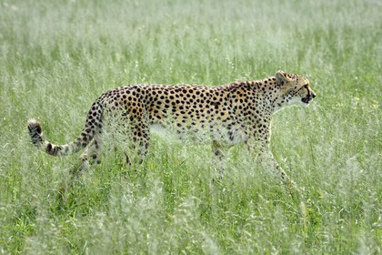 Namibia, Otjiwarongo, Cheetah Conservation Fund, research and education centre, cheetah (Acinonyx jubatus)