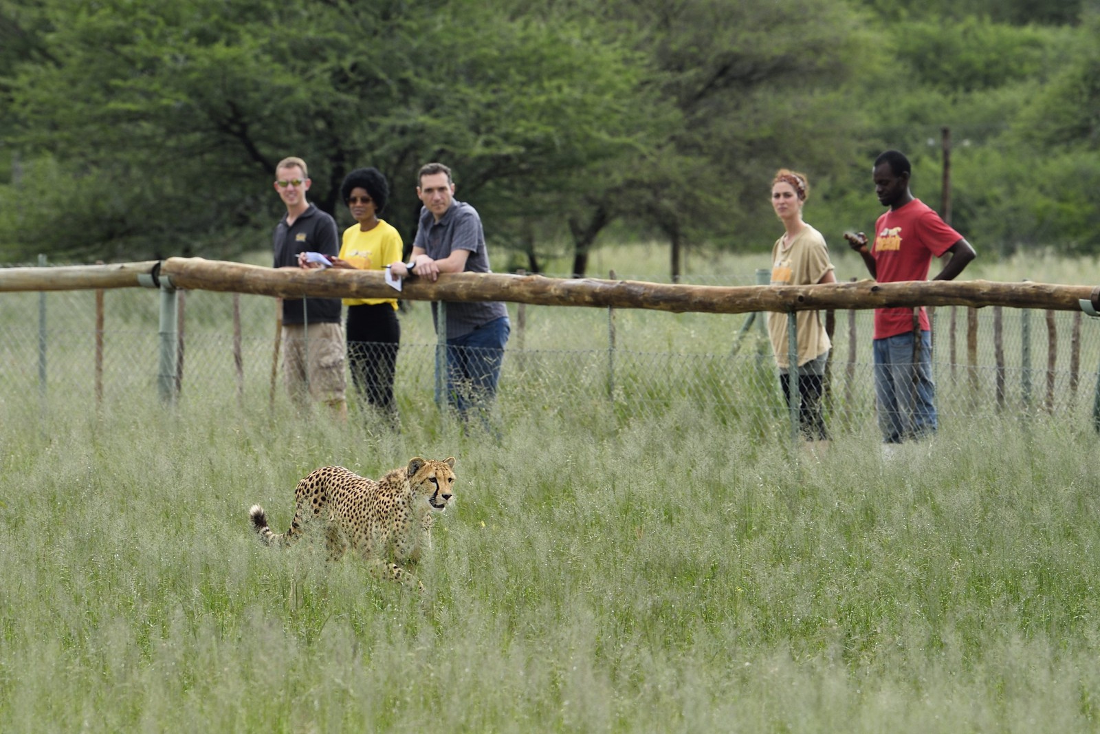 Namibie, Otjiwarongo, Cheetah Conservation Fund, centre de recherche et d'éducation, observation des guépards (Acinonyx jubatus) depuis un enclos