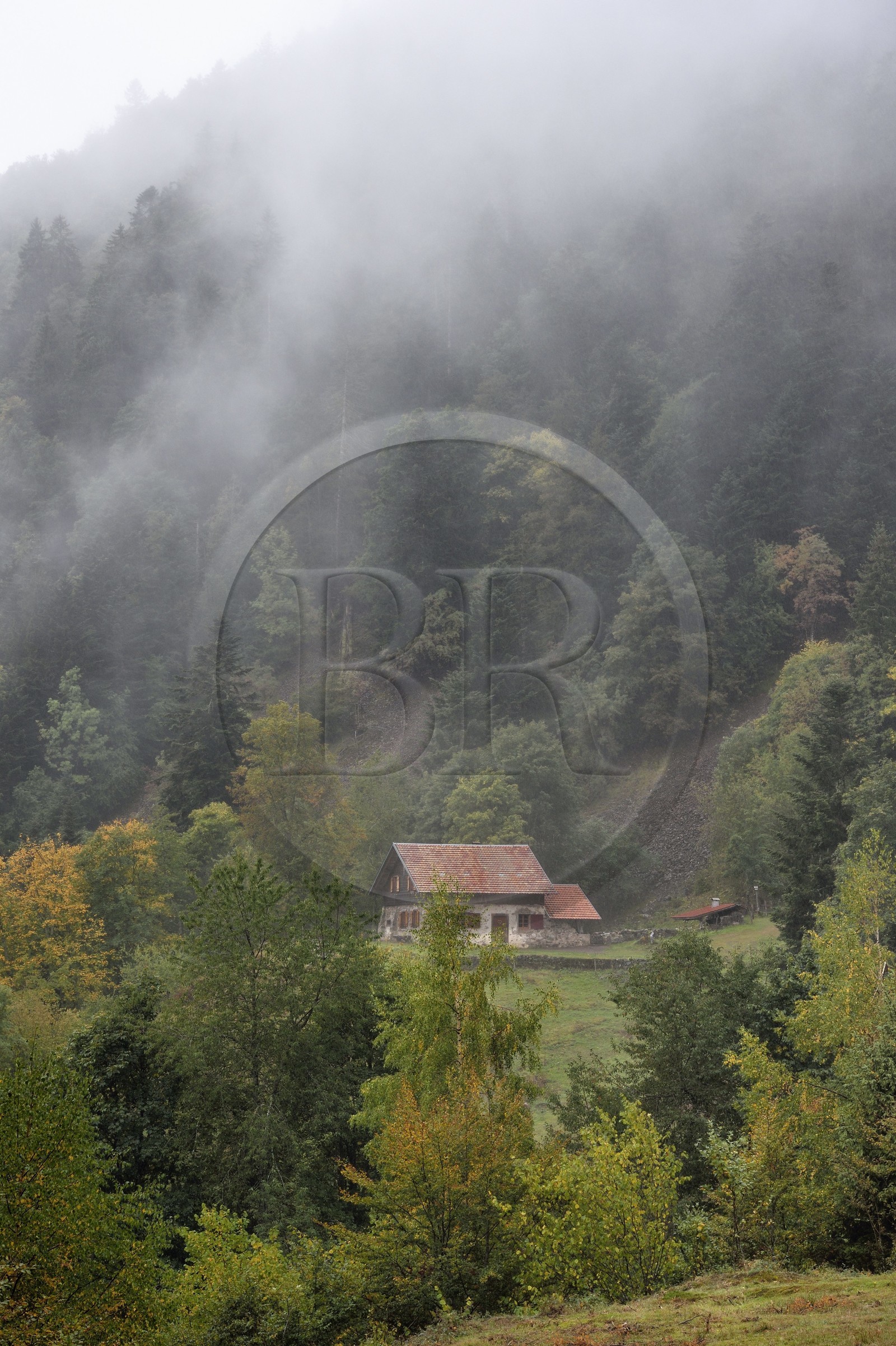 France, Haut-Rhin (68), Parc naturel régional des ballons des Vosges, Storckensohn, montagne de La Tête des Perches, la chaume de Gazon vert, forêt de hêtraie-sapinière au dessus du refuge dans l'ancienne ferme