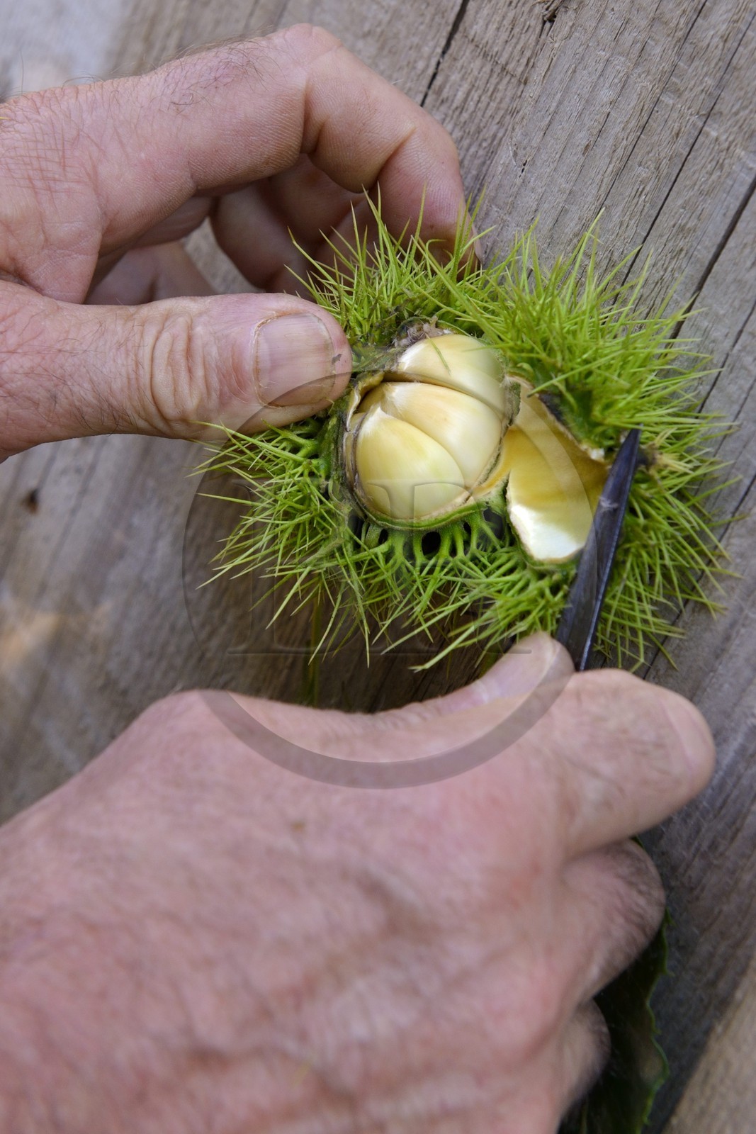 France, Haute Corse, Castagniccia, Valle d’Orezza, chestnuts
