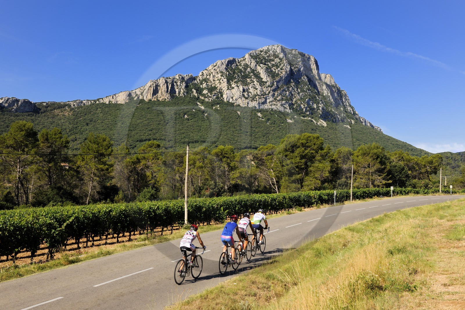 France, Hérault (34), vignoble au pied du Pic Saint-Loup,