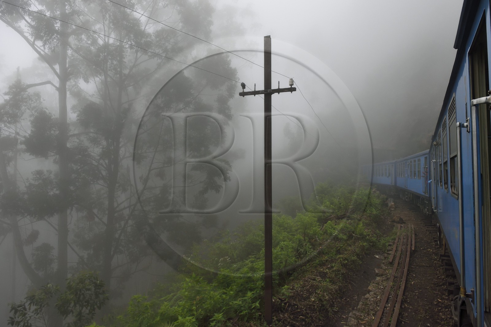 Sri Lanka, Province d'Uva, trajet en train dans la région montagneuse de la culture du thé entre Hatton et Badulla, en bordure de la forêt de nuages du parc national de Horton Plains