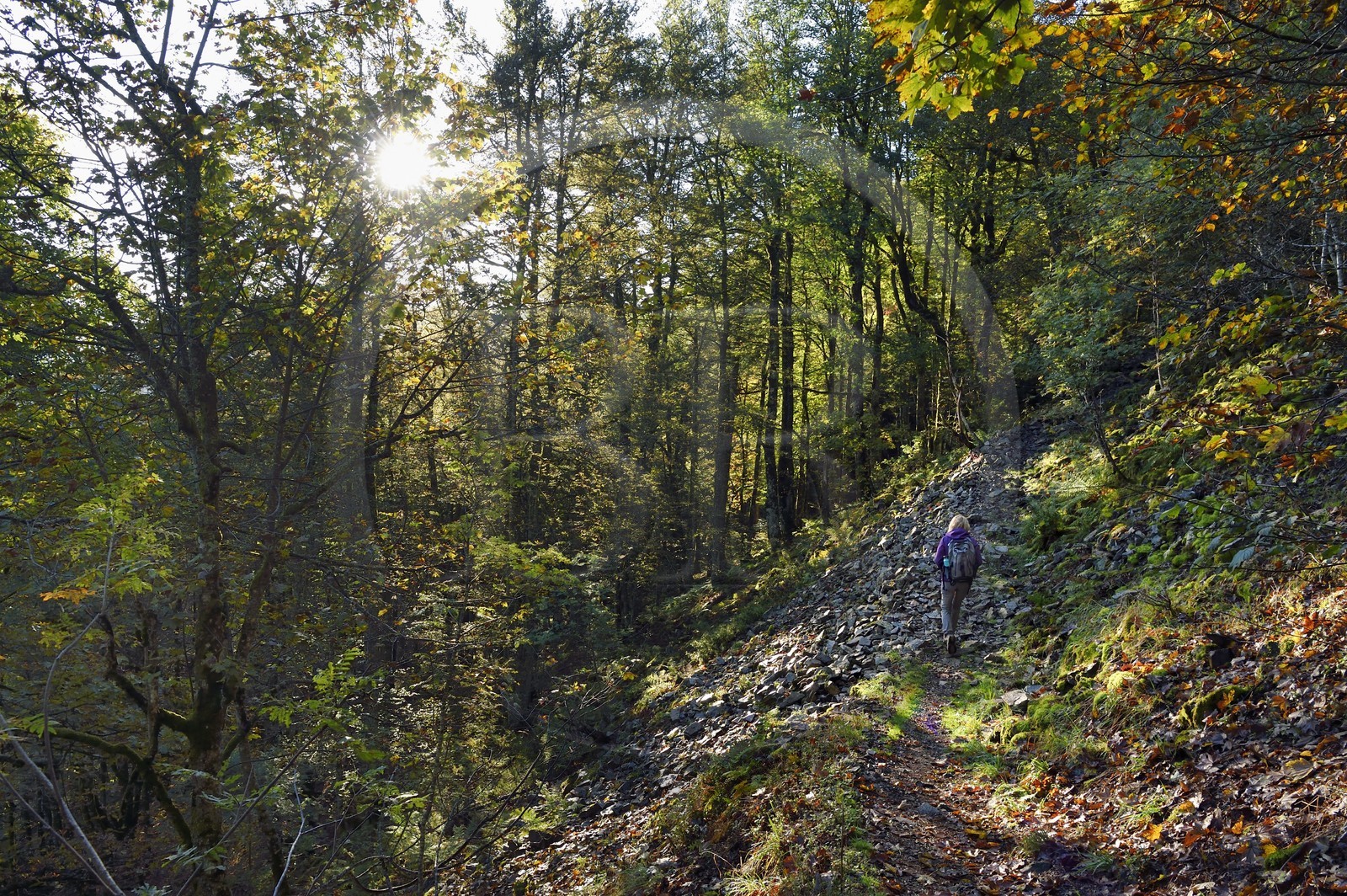 France, Vosges (88), Parc naturel régional des ballons des Vosges, Saint-Maurice-sur-Moselle, randonneur marchant vers le Col des Perches non loin de Gazon Rouge
