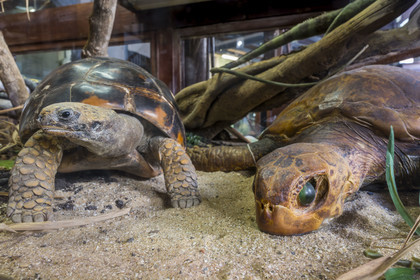 France, Guyane, Cayenne, musée départemental Alexandre-Franconie, tortue charbonniére (Chelonoidis carbonarius) à gauche et tortue caret ou tortue imbriquée (Eretmochelys imbricata) à droite, naturalisées