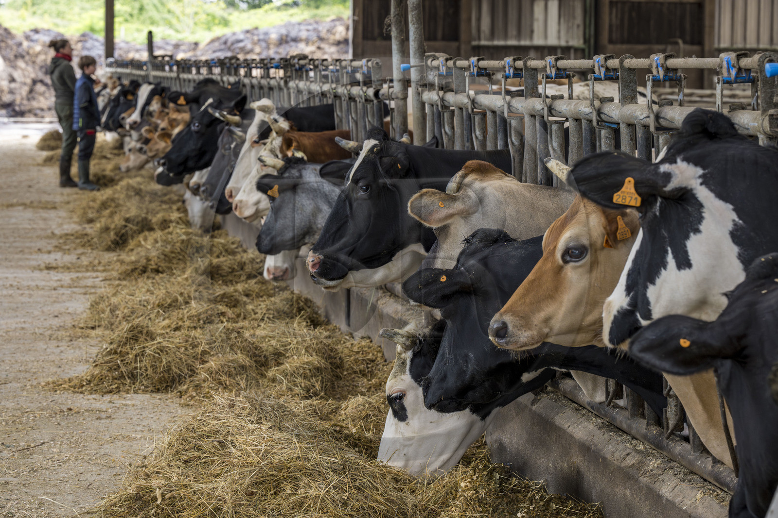France, Vendée (85), Saint-Mesmin, ferme bio Epicoeur de la Rambaudière, troupeau de 70 vaches laitières élevées par Nicolas et Charlotte Audouin