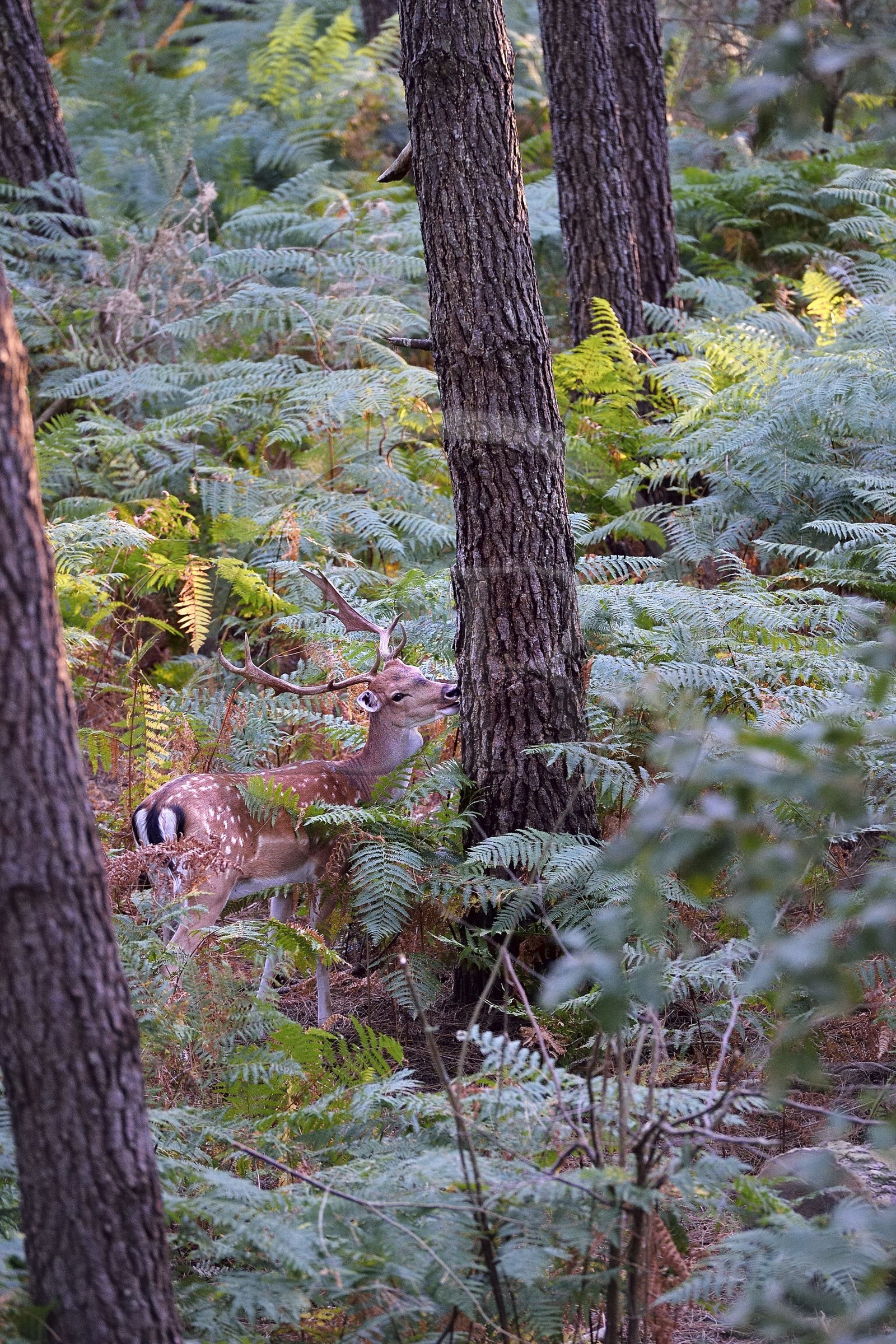 France, Vienne (86), Morton (parc privé), daim européen (Dama dama)
