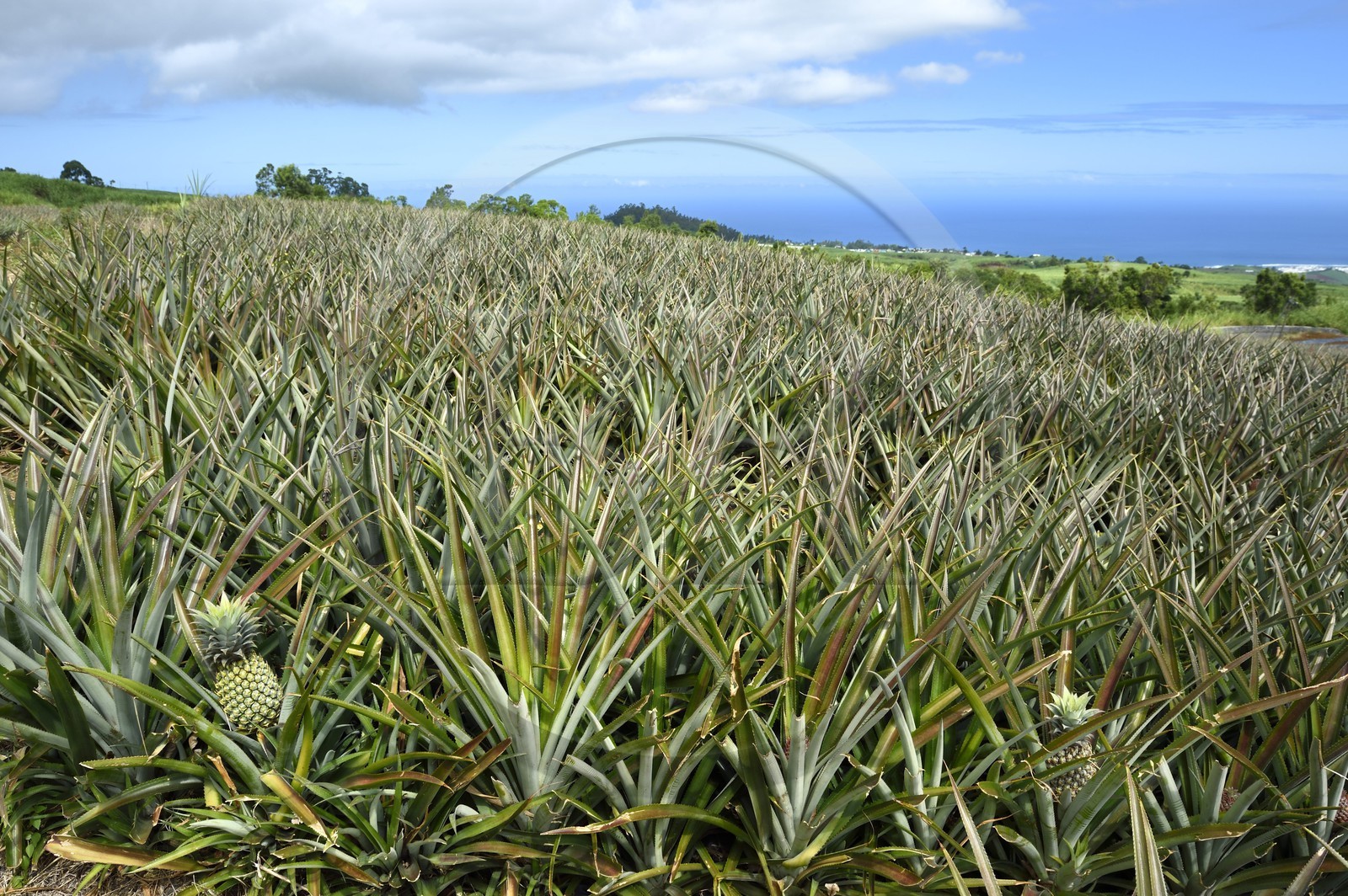 France, Ile de la Reunion, Le Tampon, plantation d'ananas Victoria