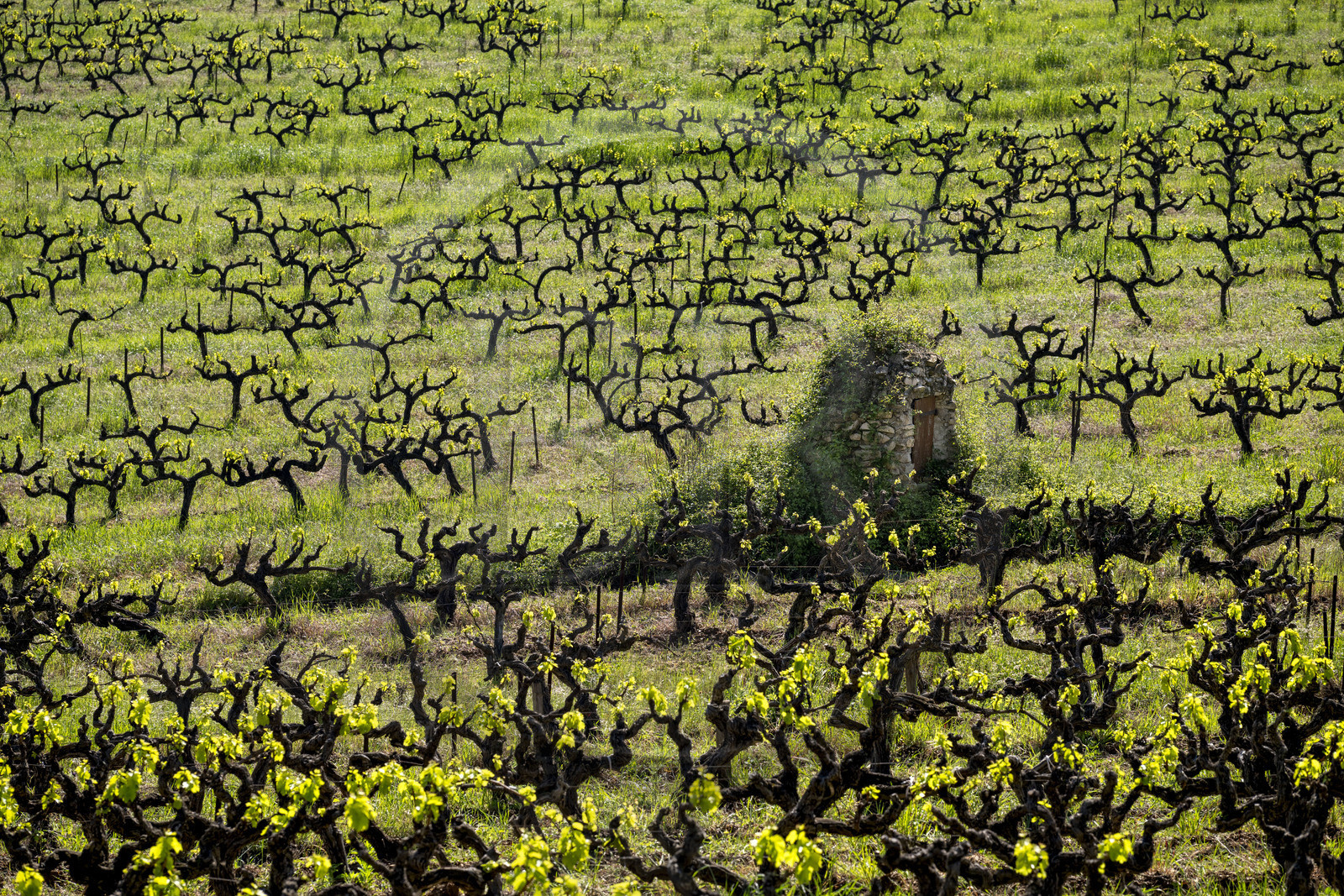 France, Vaucluse (84), Dentelles de Montmirail, Crestet, pieds de vignes