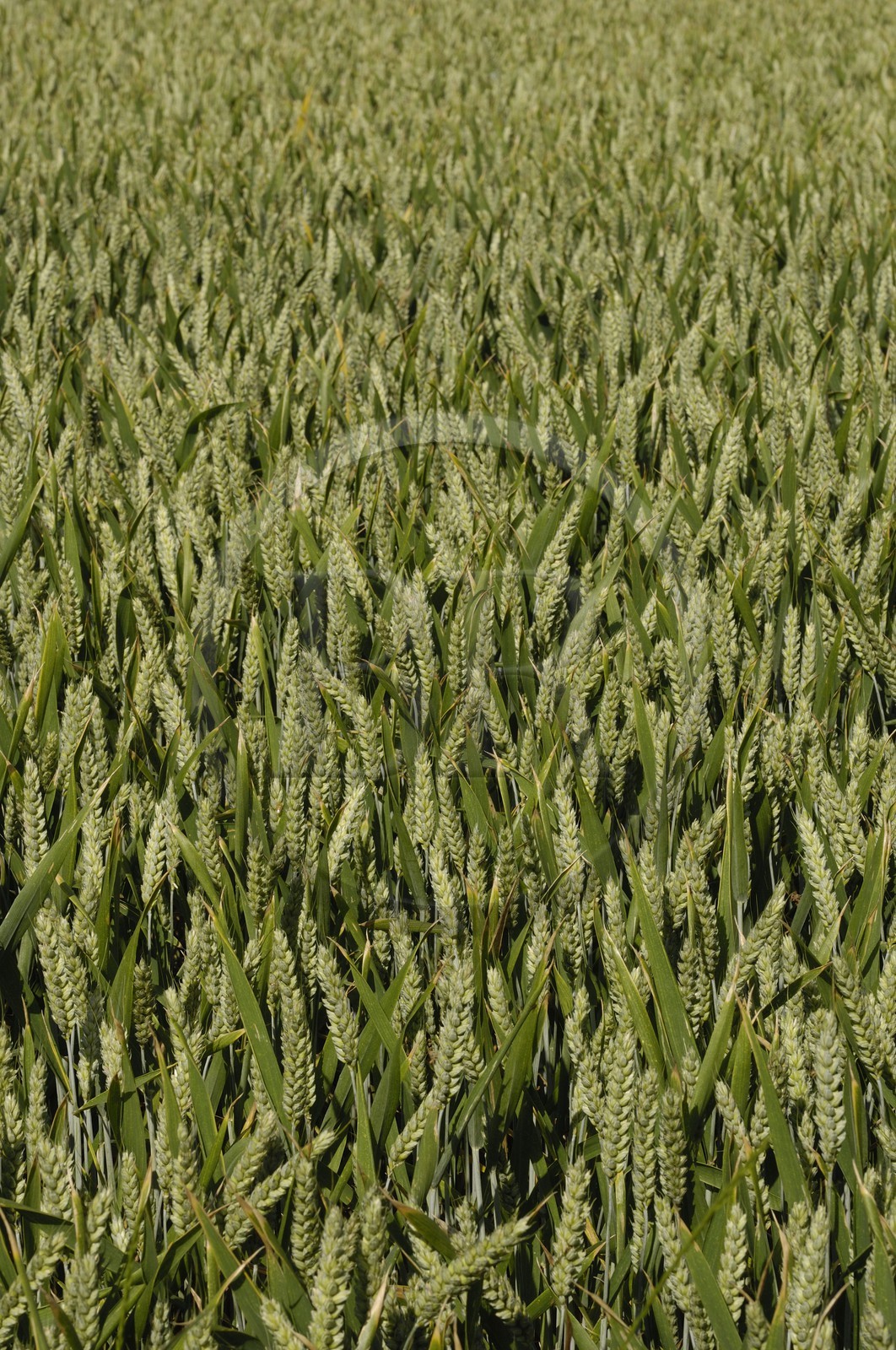 France, Indre-et-Loire (37), Vallée de la Loire classée Patrimoine Mondial de l' UNESCO,  Seuilly, La Devinière, maison de François Rabelais