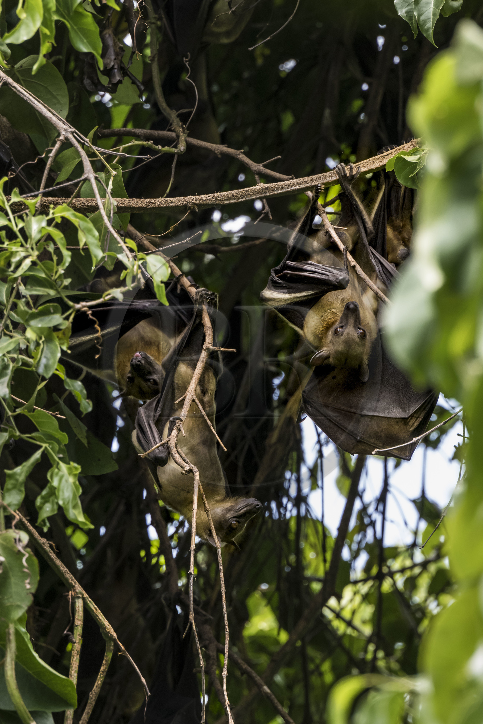 Rwanda, Western Province, Karongi (formerly named Kibuye), lake Kivu, Napoleon Island or Tembabagoyi, straw-coloured fruit bat (Eidolon helvum)