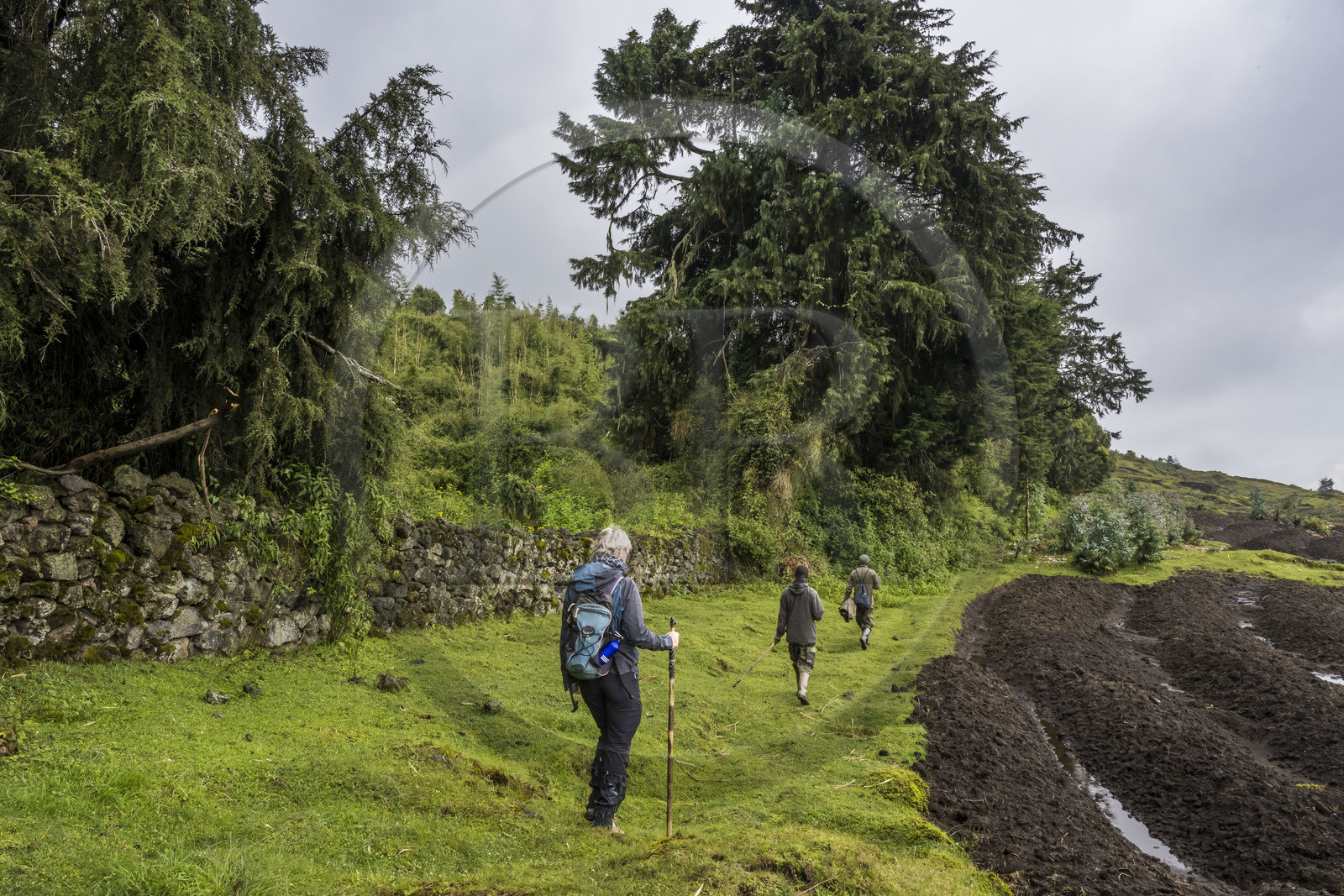 Rwanda, Northern Province, Musanze (Ruhengeri) District, Park guard and tracker accompanying a hiker on the slopes of Mount Karisimbi in the Virunga mountains, the enclosure wall of the Volcanoes National Park where the gorillas live and the last cleared fields before the forest