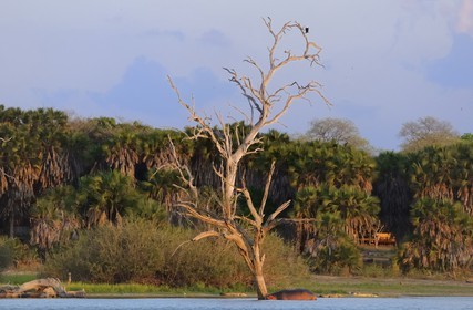 Tanzanie, Reserve de gibier de Selous une des plus grandes zones protégées au monde et inscrite sur la liste du patrimoine mondial de l’Unesco depuis 1982