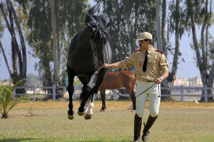 Morocco, Meknes Tafilalet Region, Royal Stud farm of Meknes, Oumas thoroughbred Arabian Barb horse