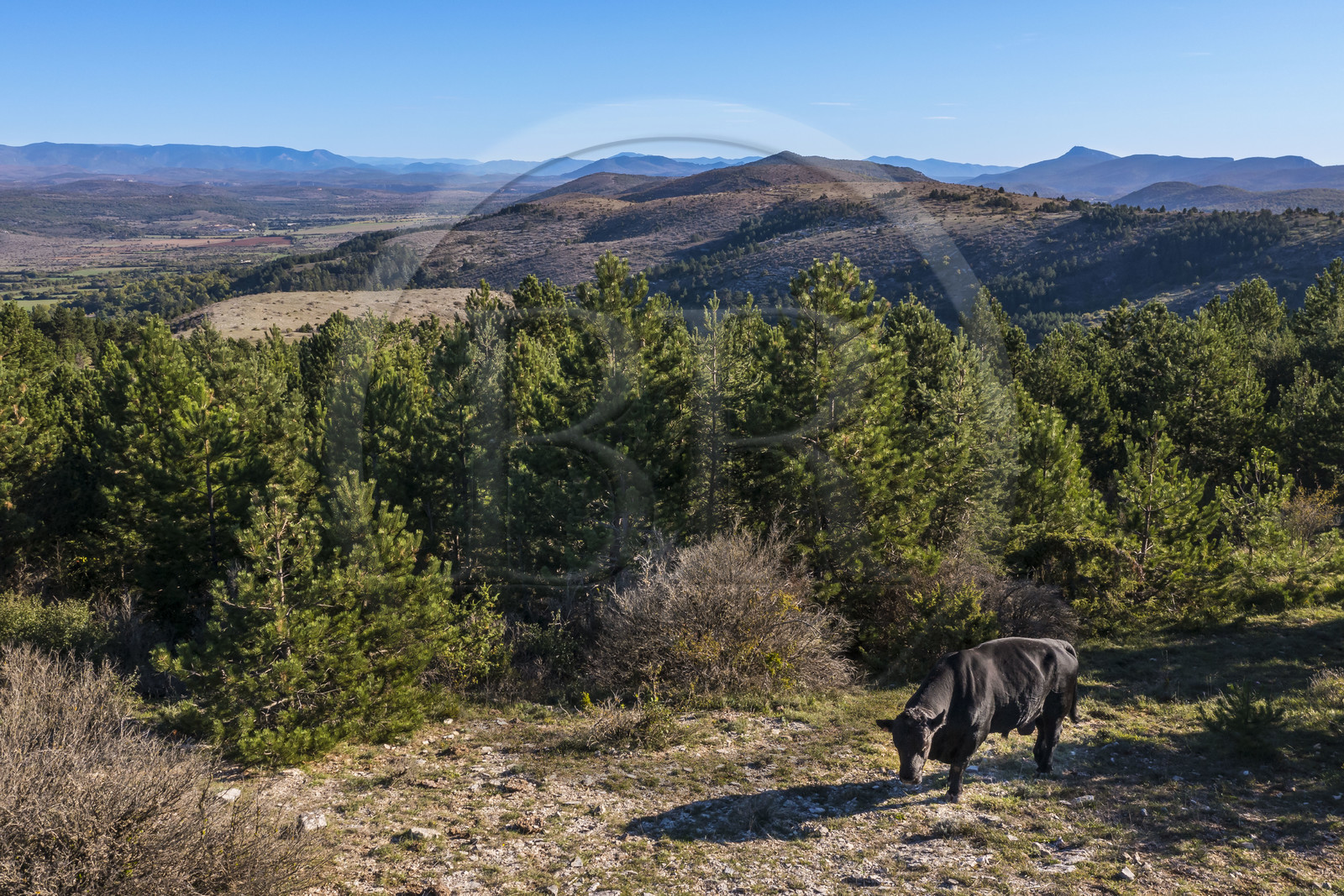 France, Hérault (34), les Causses et les Cévennes, paysage culturel de l'agro-pastoralisme méditerranéen inscrit au Patrimoine Mondial de l'UNESCO, La Vacquerie-et-Saint-Martin-de-Castries, taureau sur une hauteur dominant le plateau du Larzac (vue aérienne)