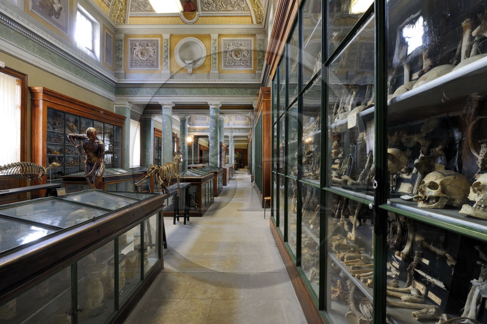 France, Hérault (34), Montpellier, centre historique, faculté de médecine, le musée d'anatomie