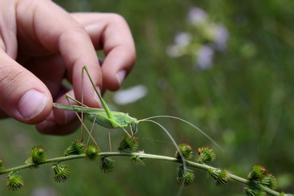 France, Var (83), Provence Verte, Tourves, Gorges du Caramy, orthoptère, Sauterelle verte (Tettigonia viridissima)
