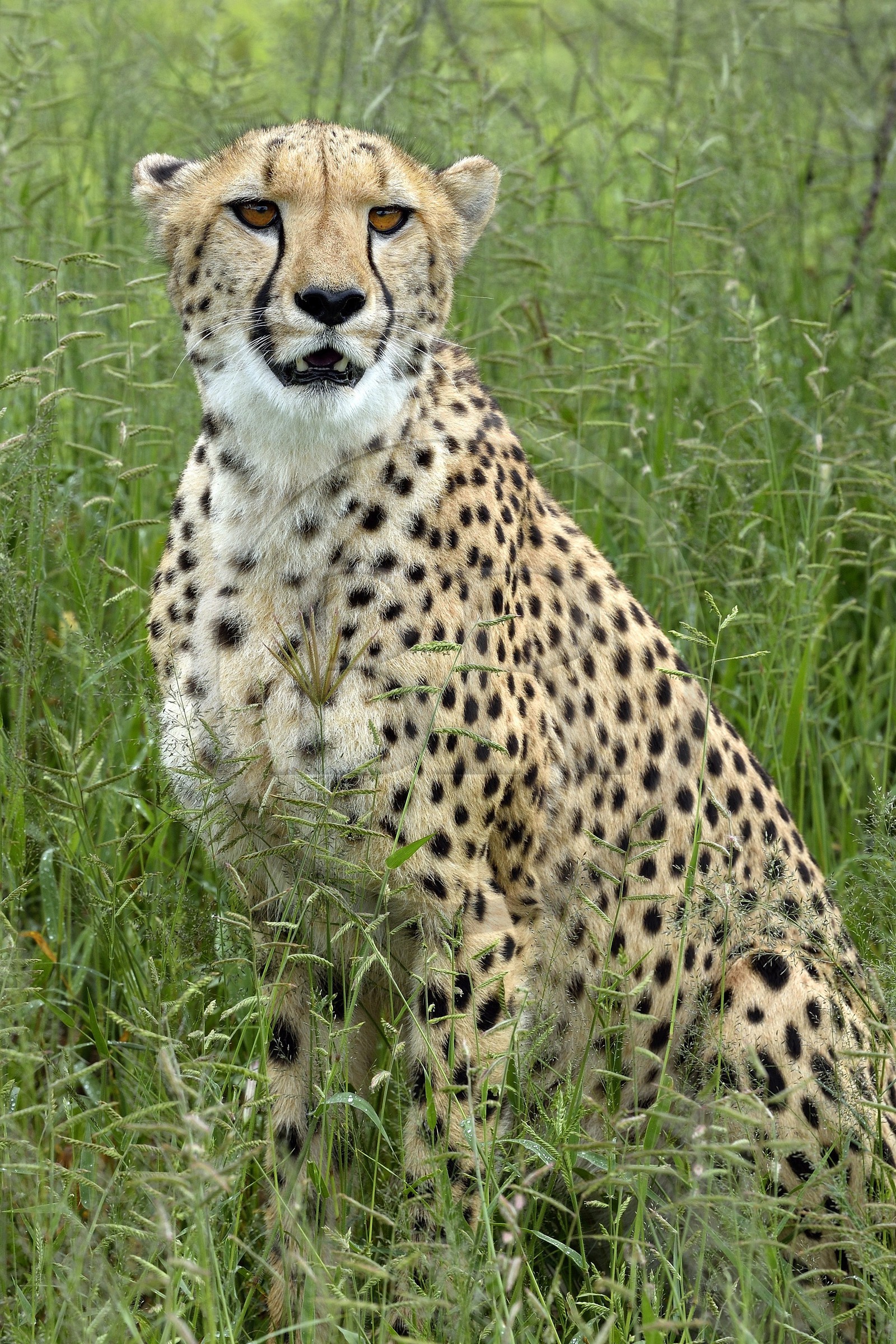 Namibia, Otjiwarongo, Cheetah Conservation Fund, research and education centre, cheetah (Acinonyx jubatus) in tall grass