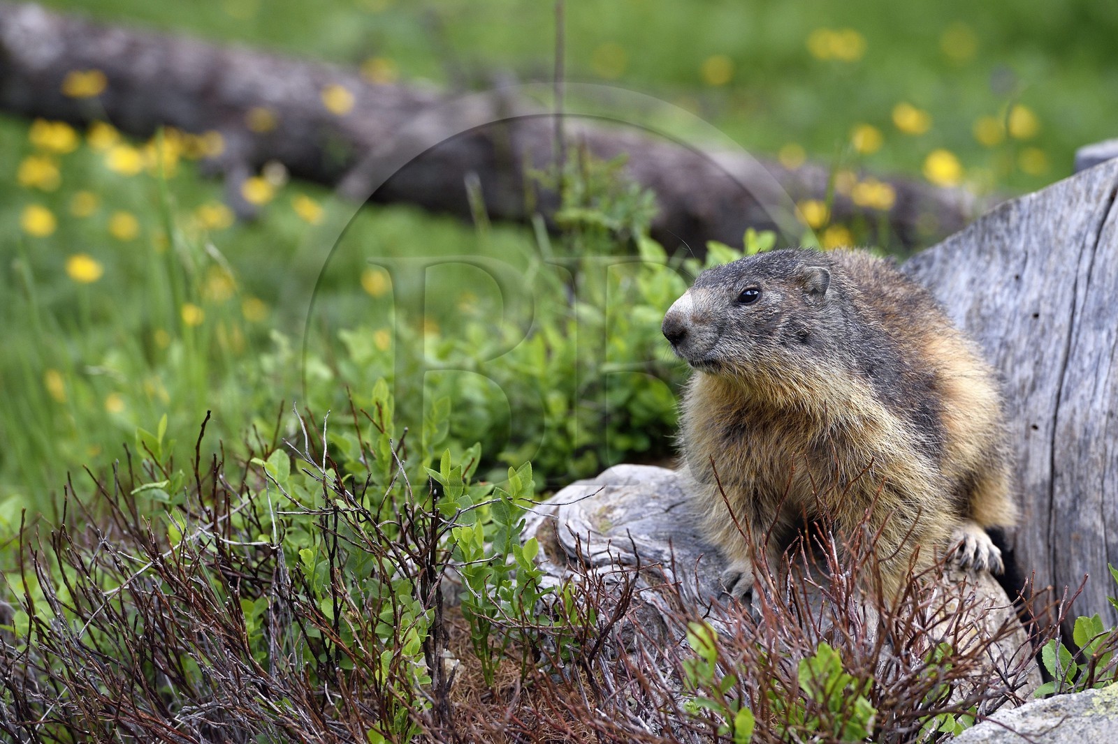 France, Alpes-Maritimes (06), parc national du Mercantour, vallée de la Valmasque, marmotte (Marmota)