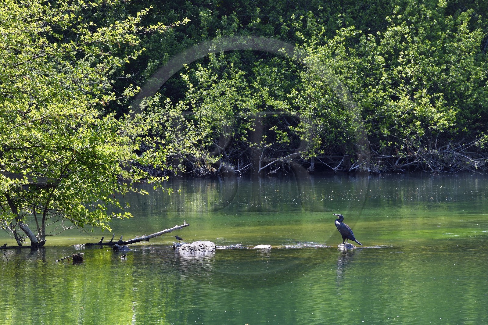 France, Charente, Saint-Yrieix-sur-Charente, cormorant on the Charente river