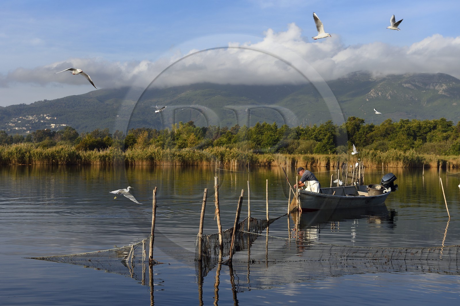France, Haute-Corse (2B), l'étang de Biguglia (stagnu di Chjurlinu), réserve naturelle de Corse (RNC), pecheur relevant les filets tendus sur des pieux d'aulne