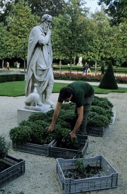 France, Paris (75), jardin du Luxembourg, mise en place des parterres
