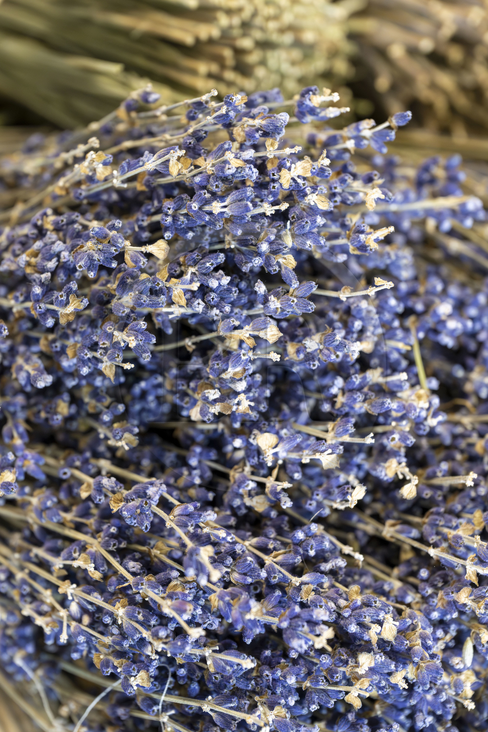 France (30), Gard, Bellegarde, ferme de plantes aromatiques Un Mas en Provence, lavande sechée