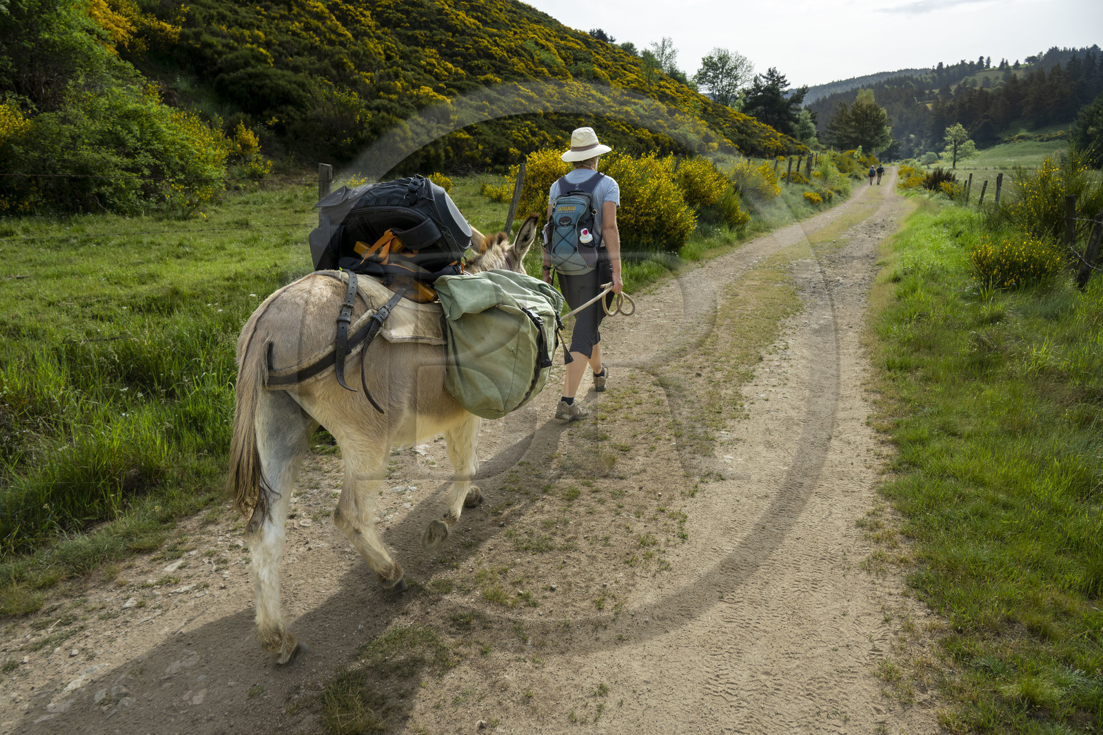 France, Ardèche (07), Laveyrune, randonnée avec un âne sur le chemin de Stevenson (GR 70)