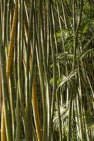 France, Gard (30), Générargues vers Anduze, Bambouseraie en Cévennes, forêt de bambou