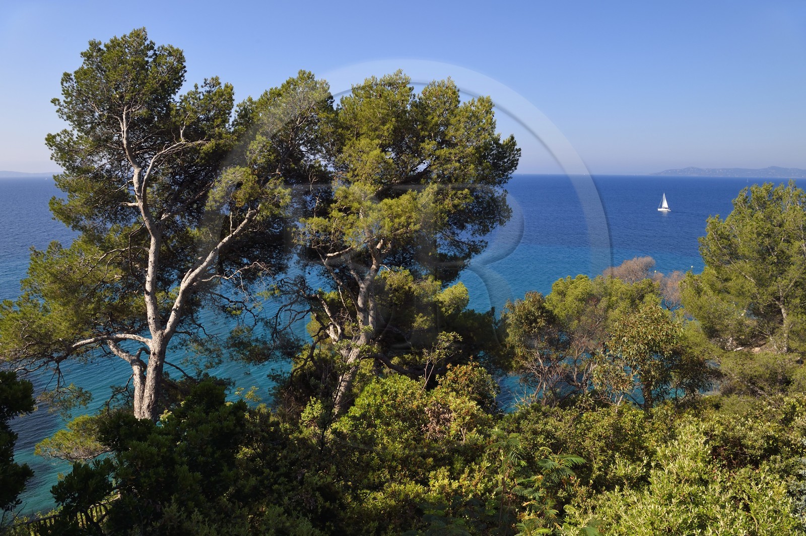 France, Var (83), Rayol-Canadel-sur-Mer, Domaine du Rayol, propriété du conservatoire du littoral mention obligatoire, vue sur la mer à travers les arbres du jardin des Méditerranées conçu par le paysagiste Gilles Clément