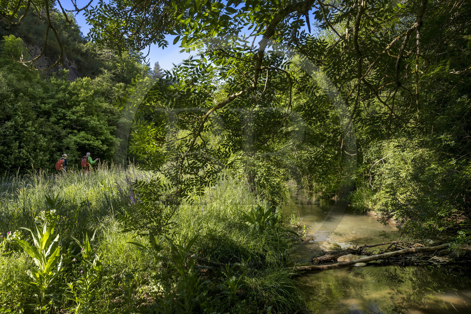 France, Vaucluse, Mont Ventoux Regional Natural Park, Monieux, Gorges de La Nesque, hiking along the Nesque river