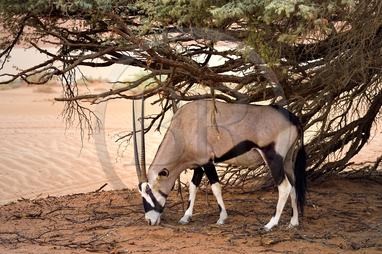 Namibie, région d'Hardap, désert du Namib, parc national du Namib-Naukluft, Erg du Namib classé Patrimoine Mondial de l'UNESCO, dunes de Sossusvlei, oryx gazelle ou gemsbok (Oryx gazella)