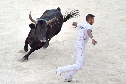 France, Bouches-du-Rhône (13), Arles, la course camarguaise  de la Cocarde d'Or aux Arènes, raseteur tentant d'attraper les attributs primés sur les cornes du taureau