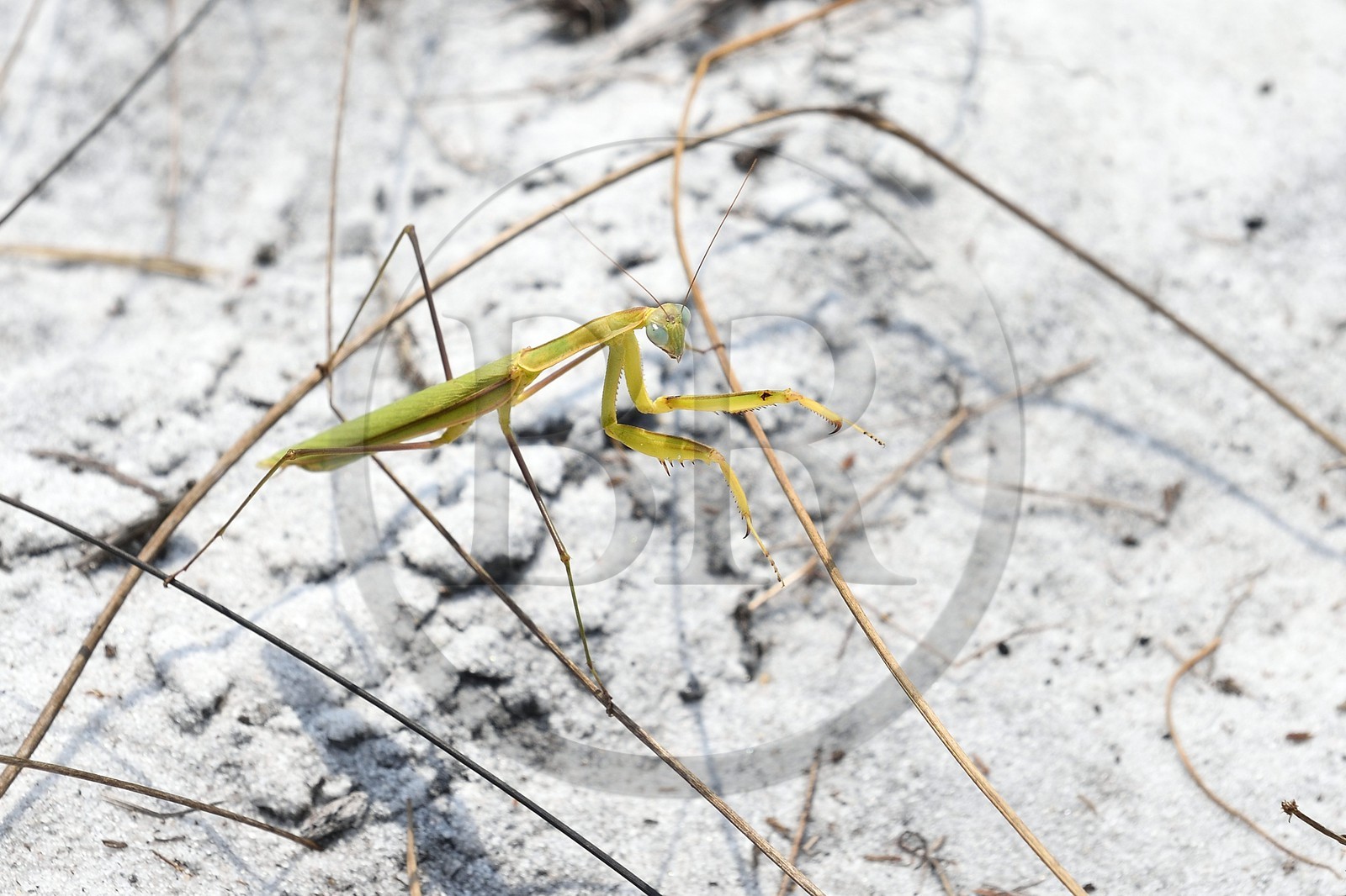 Gabon, province de Ogooué- Maritime, Parc National du Loango, mante religieuse (Mantis religiosa)