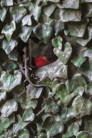 Espagne, Catalogne, Barcelone, quartier de l'Eixample, basilique de la Sagrada Familia de l'architecte du modernisme catalan Antoni Gaudi classée Patrimoine Mondial de l'UNESCO, façade de la Nativité, détail sur une des portes