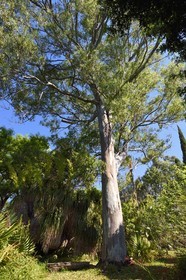 France, Var (83), Rayol-Canadel-sur-Mer, Domaine du Rayol, propriété du conservatoire du littoral mention obligatoire, le jardin des Méditerranées conçu par le paysagiste Gilles Clément, Jardin d'Amérique subtropicale, eucalyptus