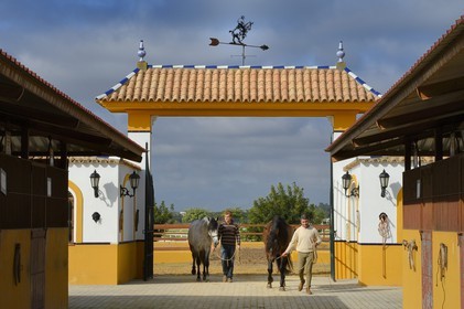 Espagne, Andalousie, province de Séville, Utrera, le haras Ayala (Yeguada Ayala), Pure race espagnole ou PRE (Pura Raza Espanola)