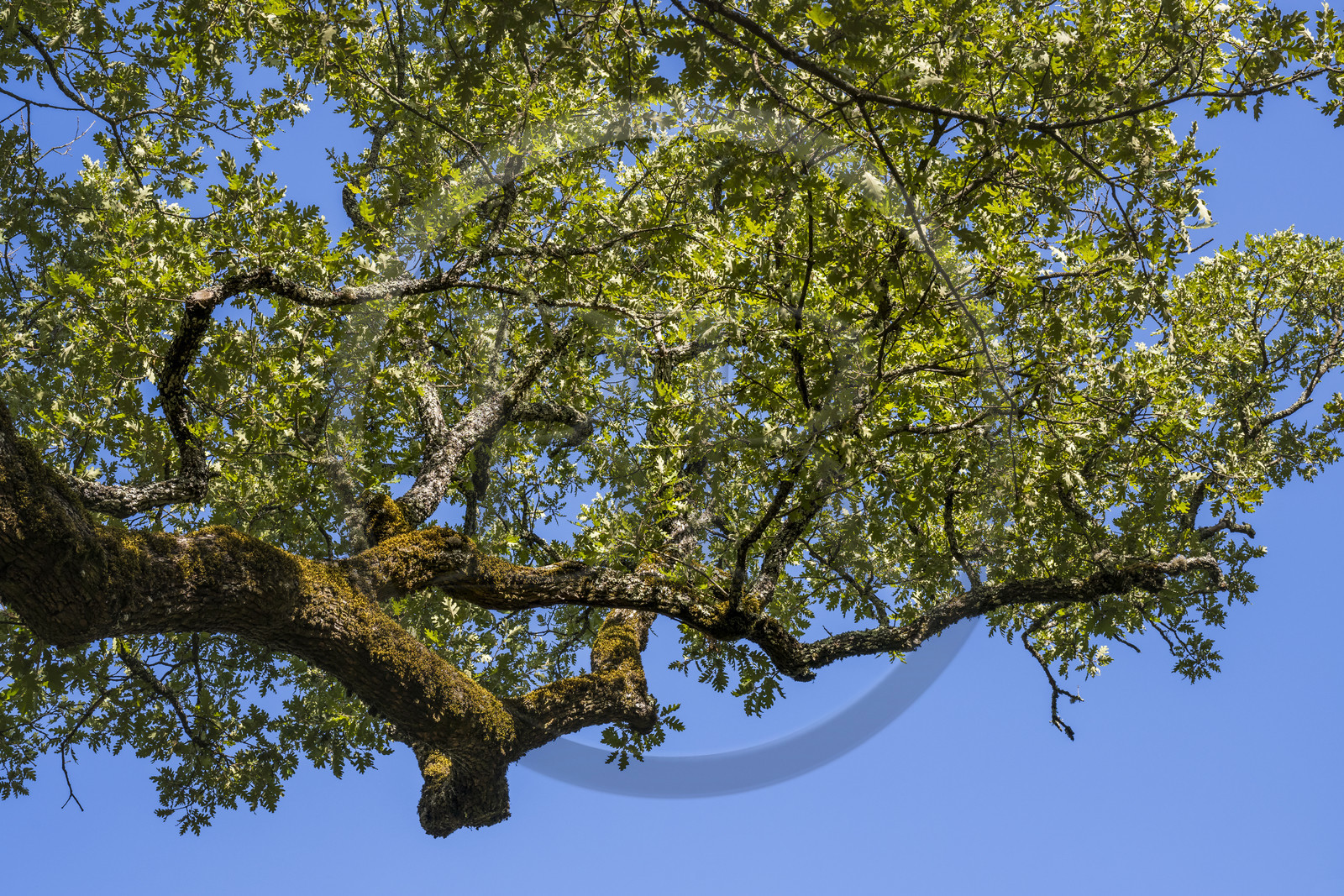 France, Var, Provence Verte (Green Provence), Bras, Academie du Bain de Foret Provencale (Academy of Forest Bathing in Provence), forest of the domaine Le Peyrourier - une campagne en Provence