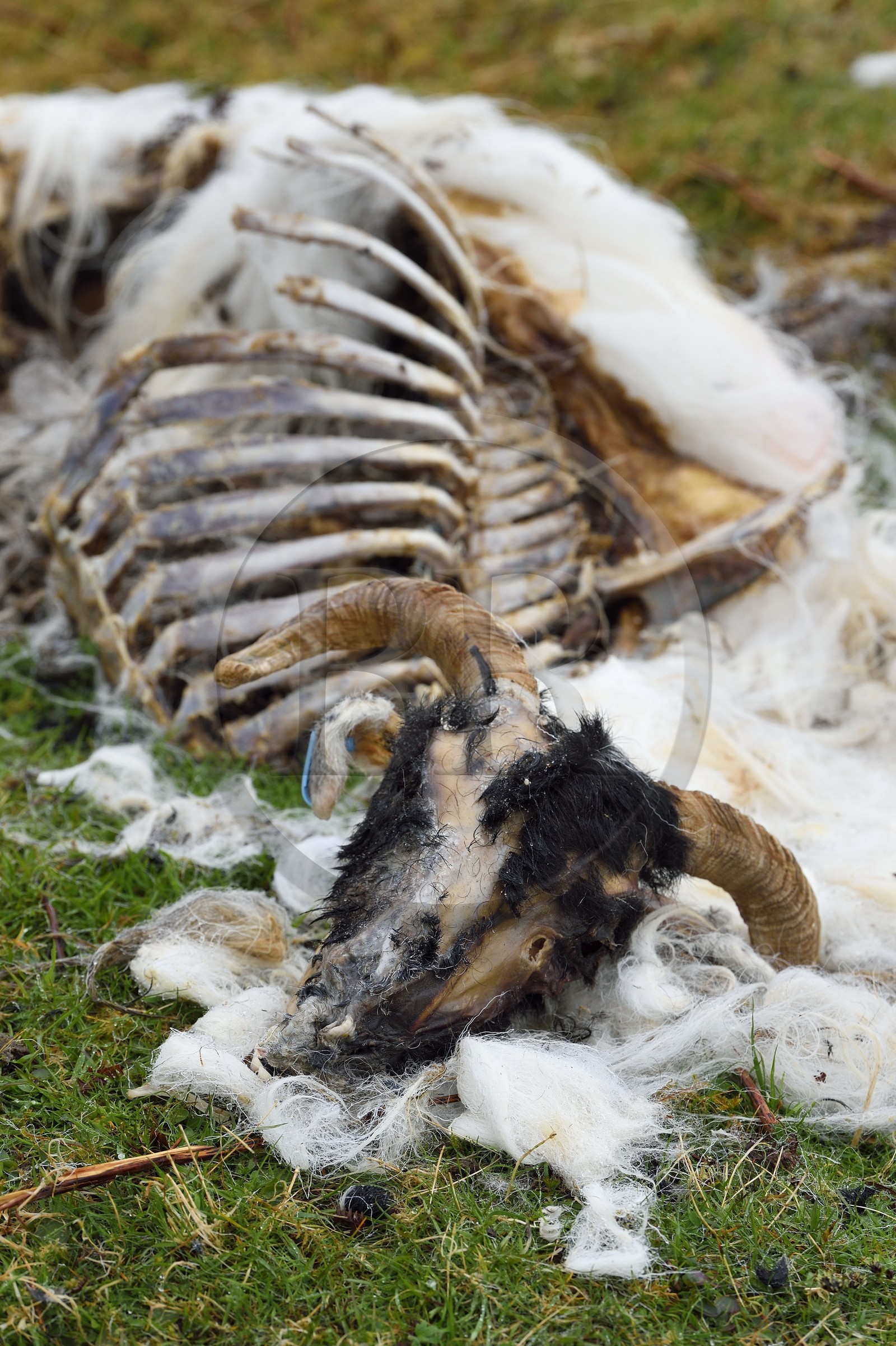 Royaume-Uni, Ecosse, région des Highlands, les Hébrides, Ile de Skye, Uig, le Fairy Glen (vallée féérique) du côté ouest de Trotternish à Balnacnoc, cadavre de mouton