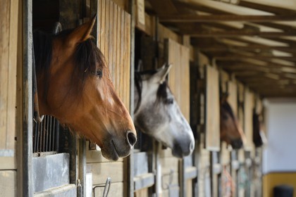 Espagne, Andalousie, province de Séville, Utrera, le haras Ayala (Yeguada Ayala), Pure race espagnole ou PRE (Pura Raza Espanola)