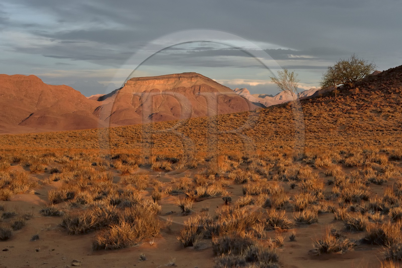 Namibie, région de Hardap, désert du Namib à l'Est du parc national Namib Naukluft vers Sossusvlei, plaine du désert recouverte d'herbe au coucher de soleil et la chaine de montagnes de Zaris