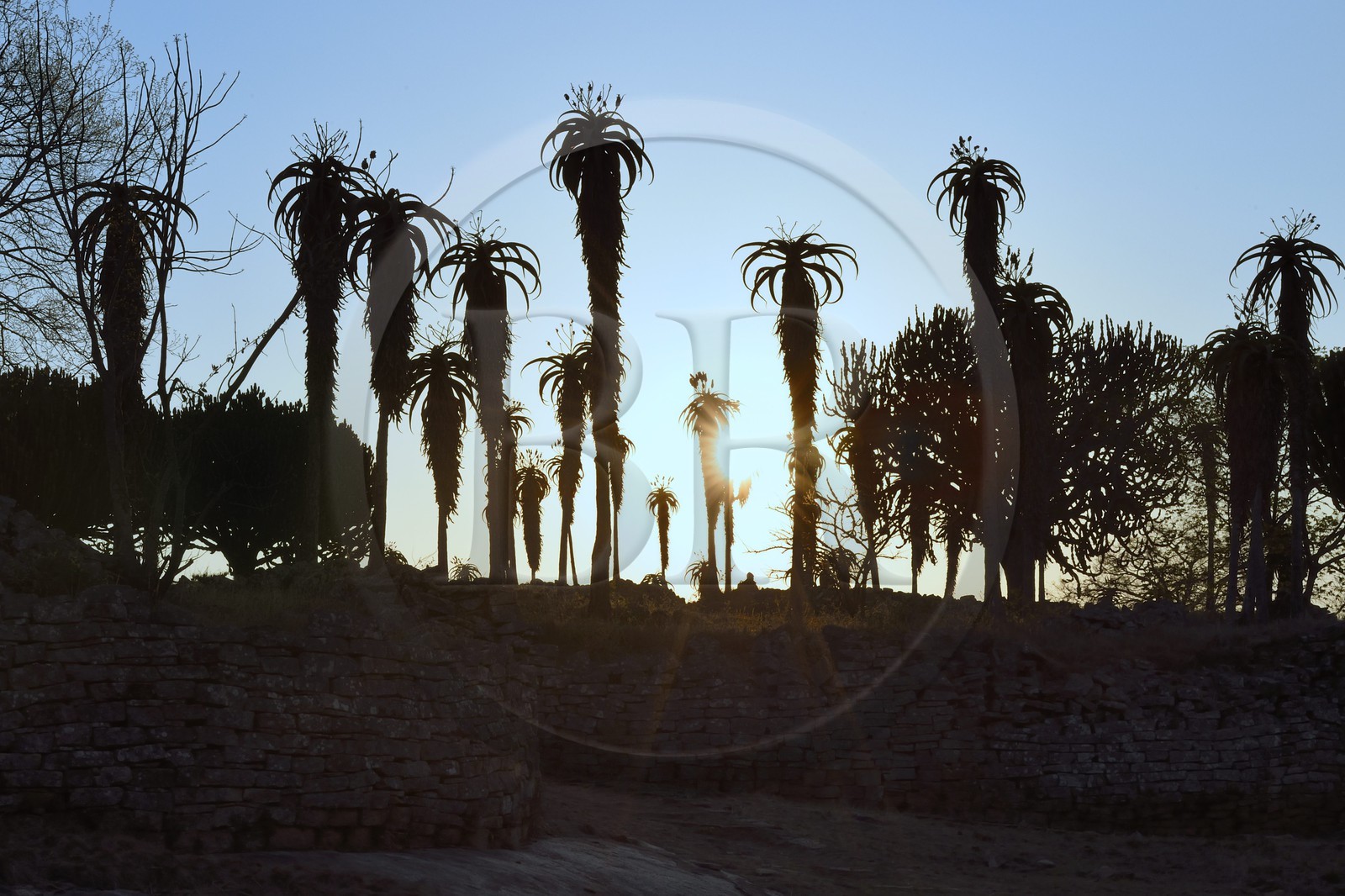 Zimbabwe, province de Masvingo, les ruines du site archéologique du Grand Zimbabwe, classé Patrimoine Mondial de l'UNESCO, Xème au XVème siècle, les Ruines de la vallée (Valley Complex) et Aloe excelsa ( Zimbabwe Aloe)