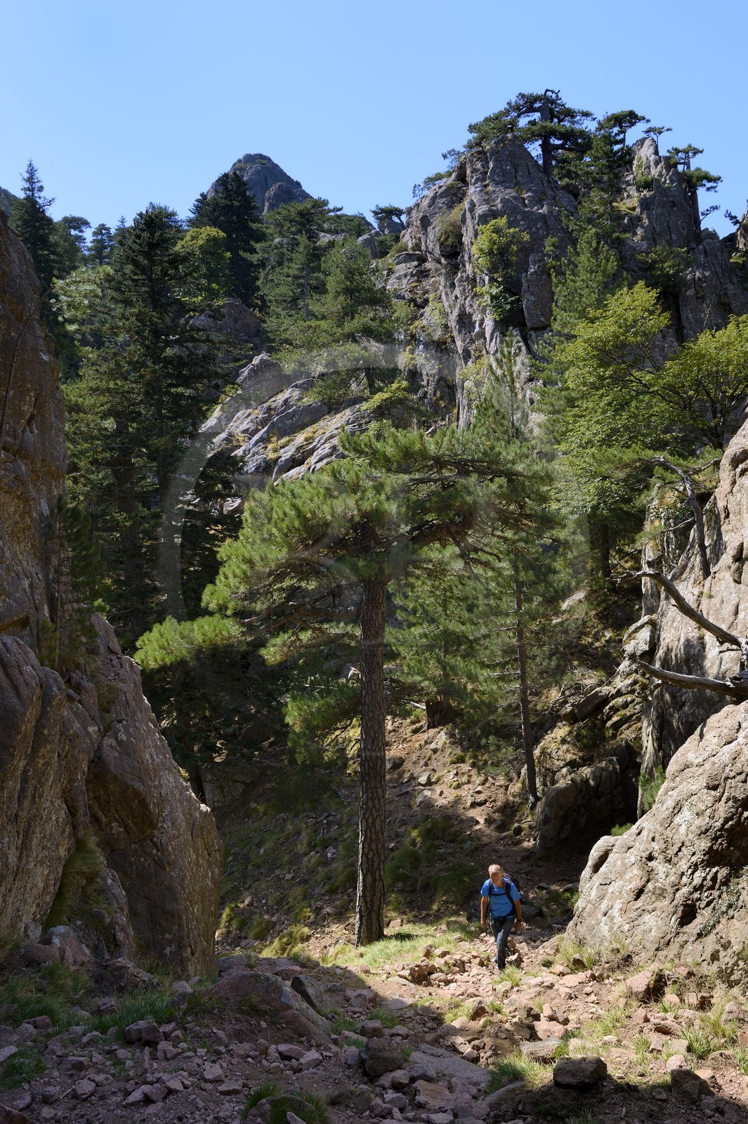 France, Corse-du-Sud (2A), Alta Rocca, randonnée dans le massif de Bavella au Punta Velacu