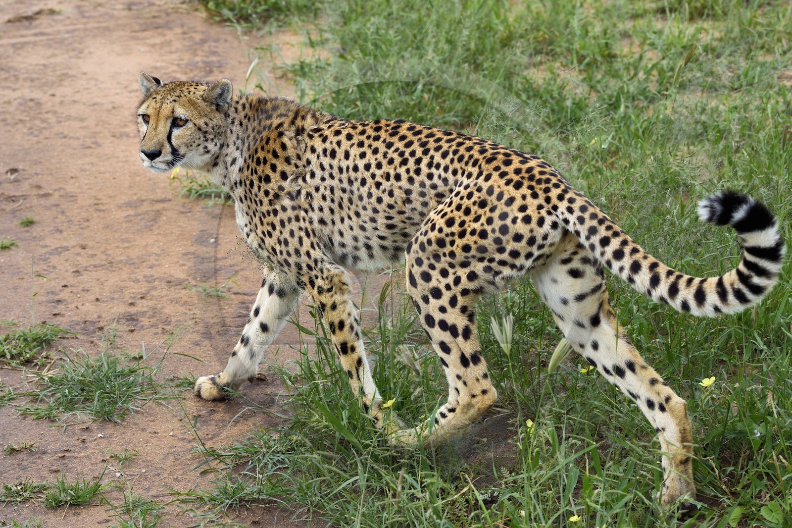Namibie, Otjiwarongo, Cheetah Conservation Fund, centre de recherche et d'éducation, guépard (Acinonyx jubatus)