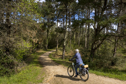 France, Vendée (85), Longeville-sur-Mer, randonnée cycliste dans la forêt domaniale sur la piste de la véloroute Vendée Vélo Tour